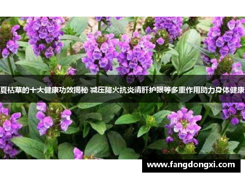 夏枯草的十大健康功效揭秘 减压降火抗炎清肝护眼等多重作用助力身体健康