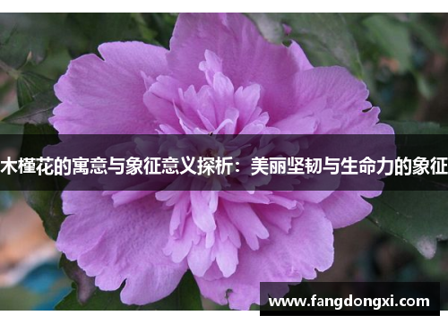 木槿花的寓意与象征意义探析：美丽坚韧与生命力的象征