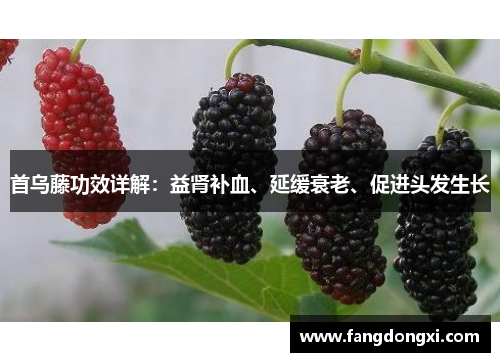 首乌藤功效详解：益肾补血、延缓衰老、促进头发生长
